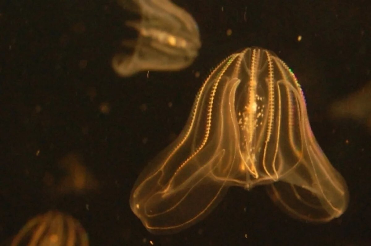    Венеция погрузилась в хаос из-за нашествия медуз-каннибалов