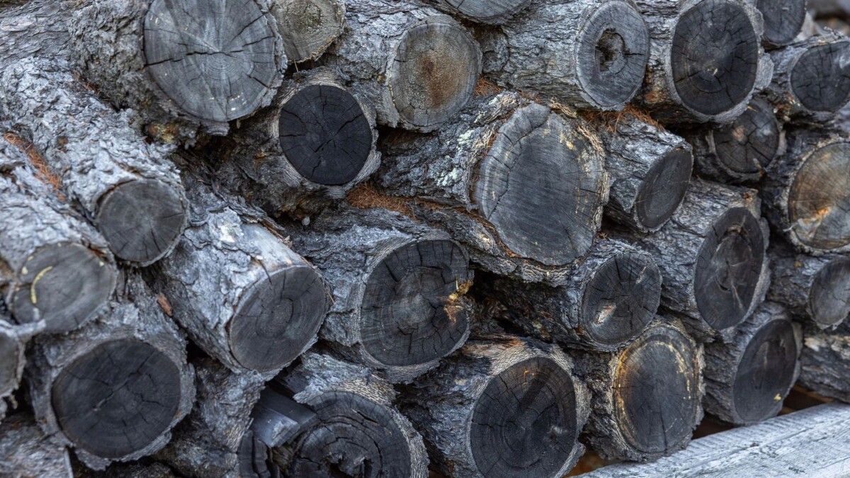    Фото: Федор Воронов/«Ямал-Медиа»