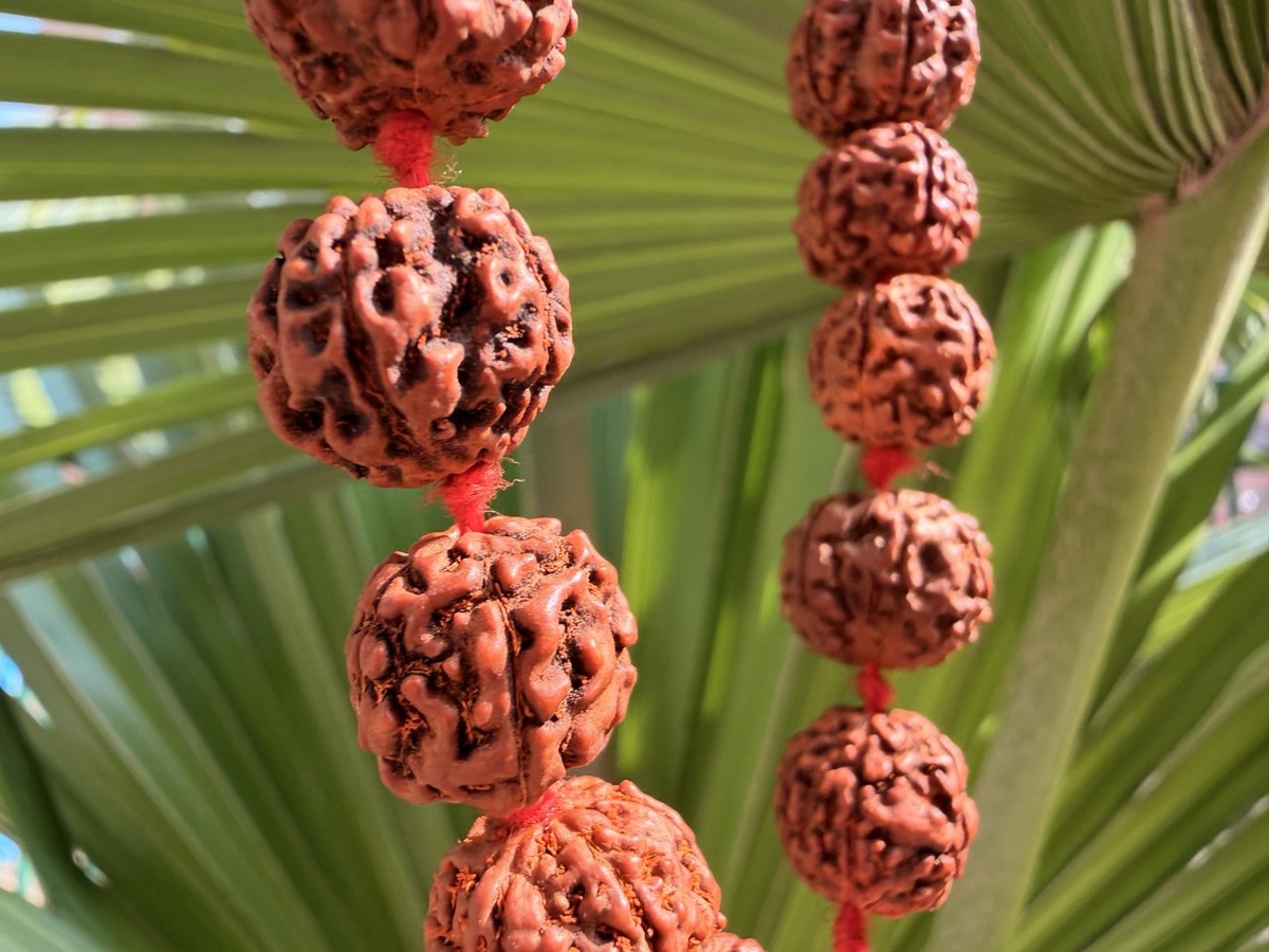 Обожаю Индию вот за такие солнечные январские дни