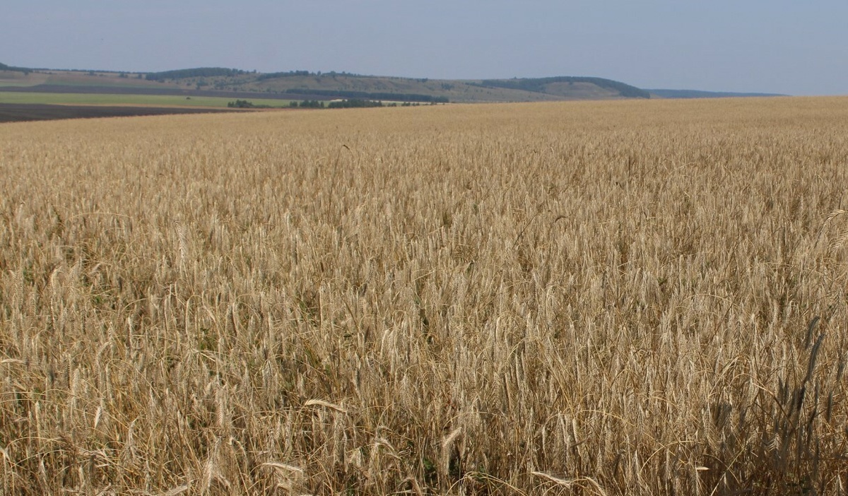     “Йыл экспортеры” конкурсы старт алды