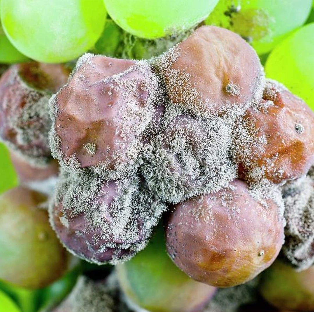 Гроздь поврежденная Botrytis cinerea