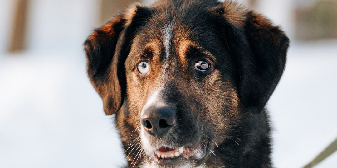 Абсолютно уникальный экземпляр, второго такого точно нет