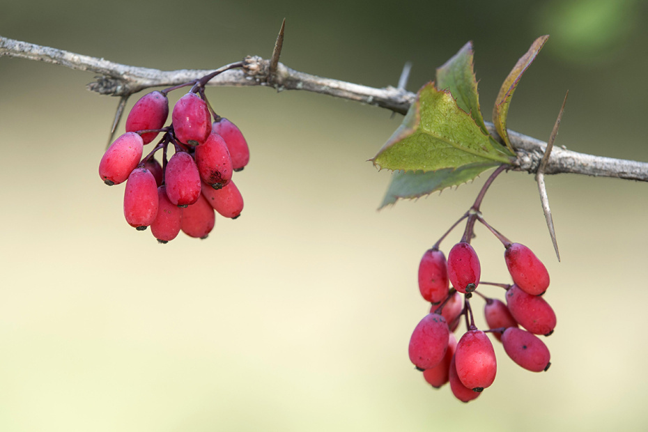    Guenter Fischer/imagebroker.com/#/search/Global Look Press