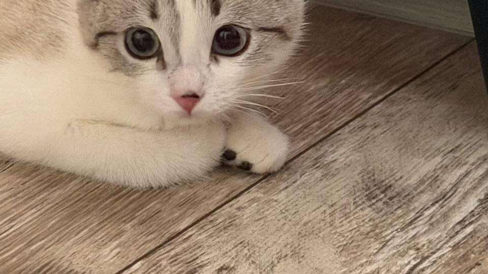 Они помнят запах наших рук.