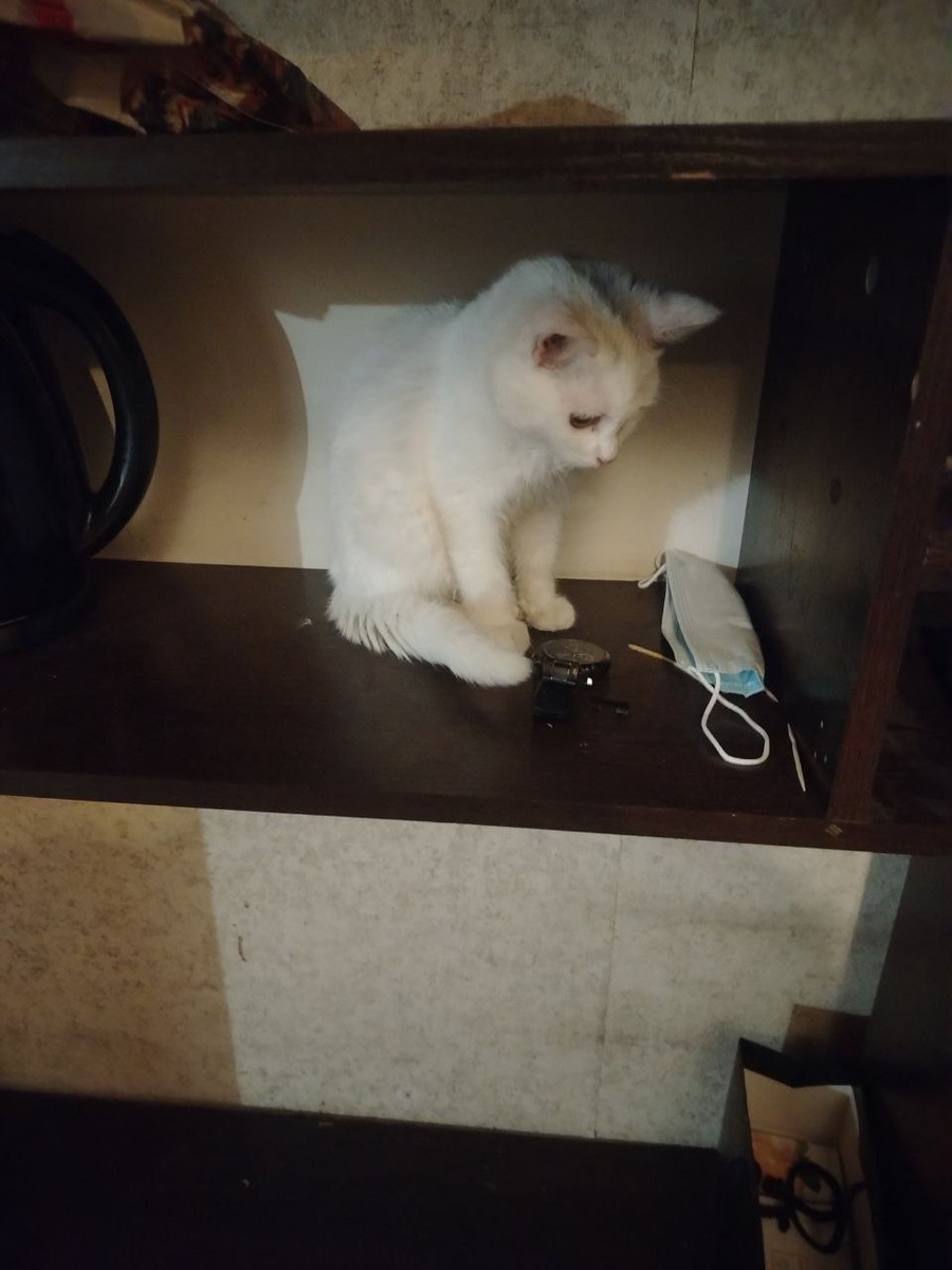 Марсик-(Шерлок)