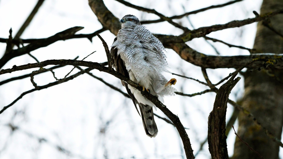  Телеграм/ Каждой твари по паре (Станислав Крутоверцев) 