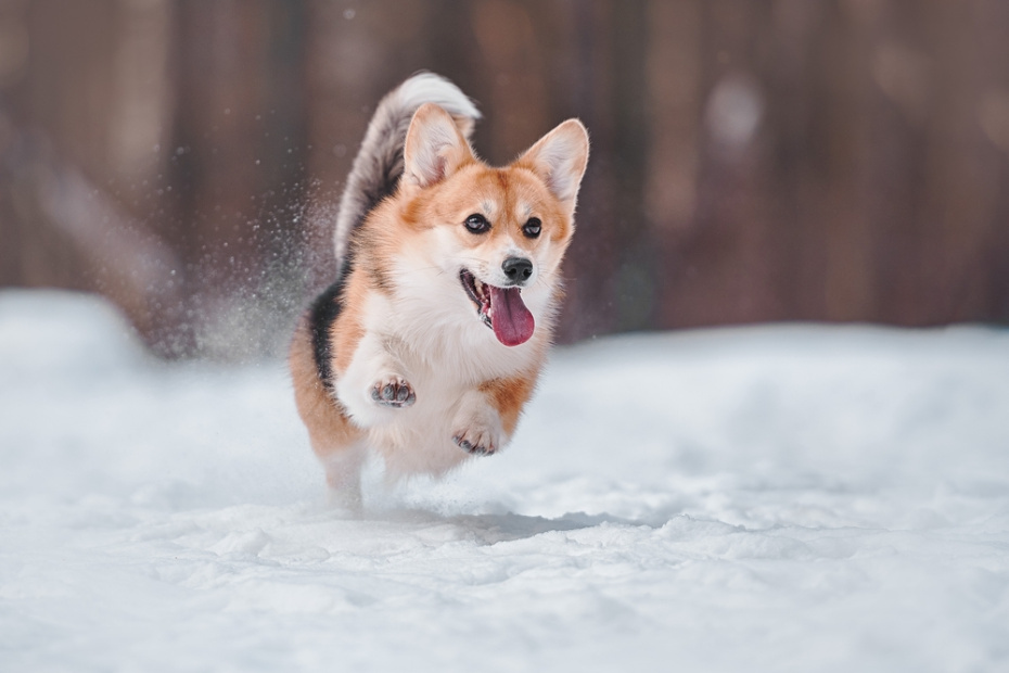    Shutterstock/FOTODOM