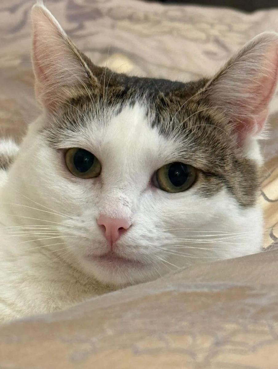 Санта - это я