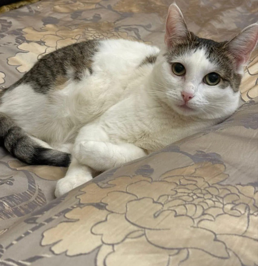 Мама для всех, кому нужна любовь. История кошки Санты