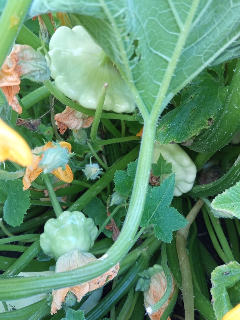  Молодые плоды имеют бело-зеленую кожицу