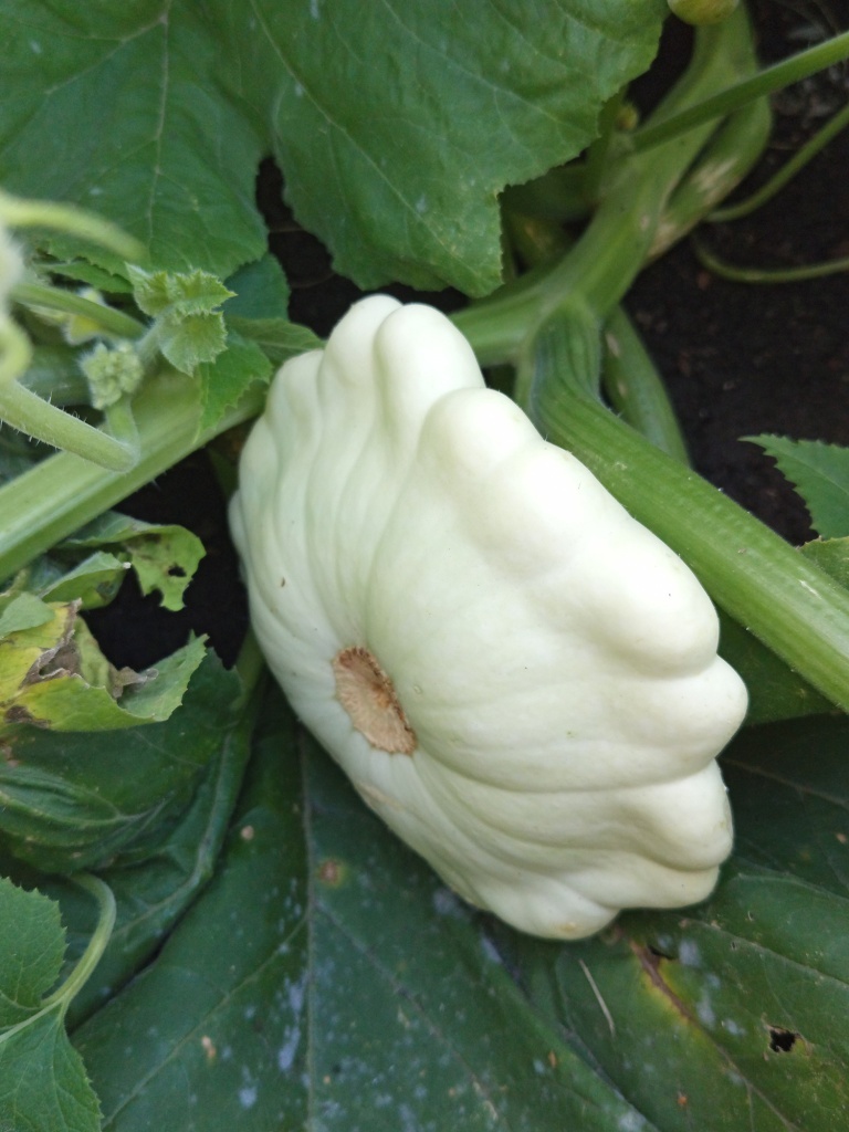  У крупных плодов дисковидная форма и абсолютно белая кожица