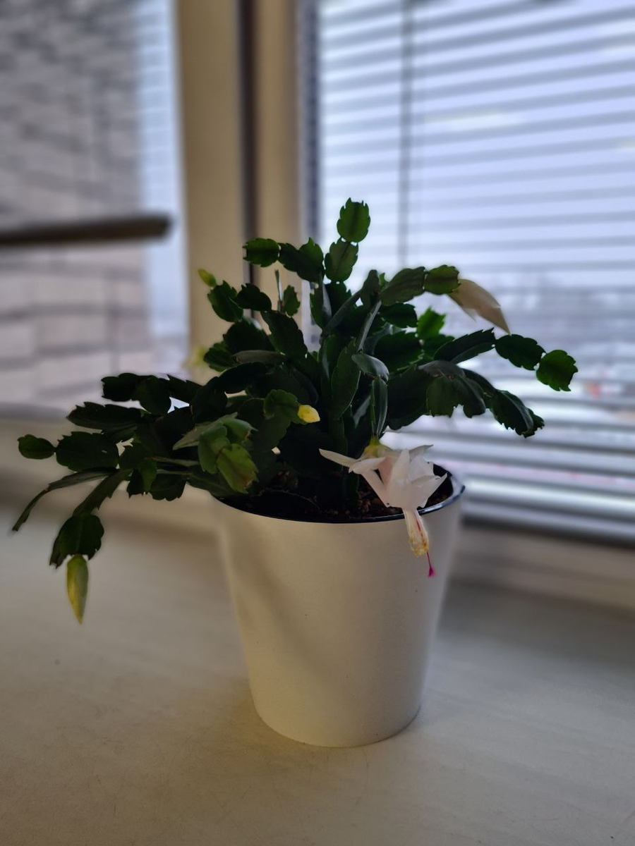 На работе зацвёл белый декабрист. Фото из личного архива автора.