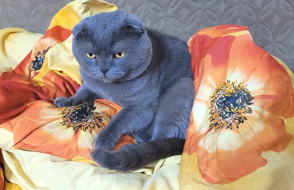 Плюшевый террорист Дарс