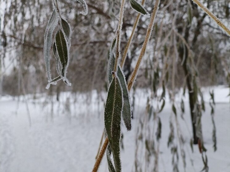     фото: архив мк в Мурманске.