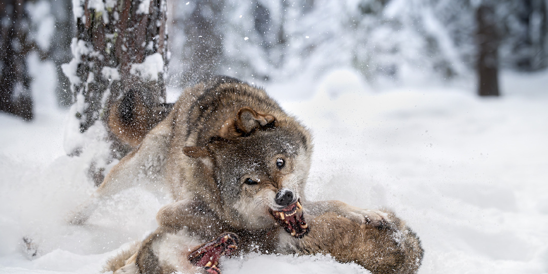 Снег, еловый лес, волки и другие звери. Фотографии животных - поездка в Беларусь. (часть 2)