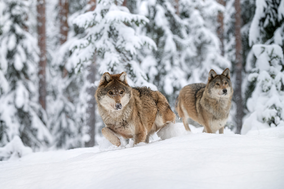 Волки выходят на поляну. Альфа разрешил Бете идти первому