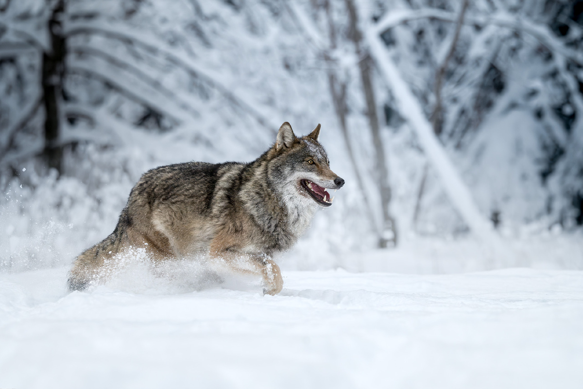Зимний пейзаж с волком