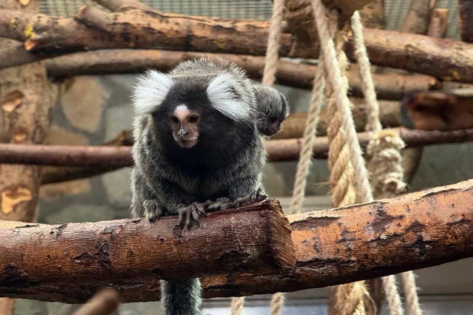    Имя малышу пока не выбрали. Фото: Комитет по культуре