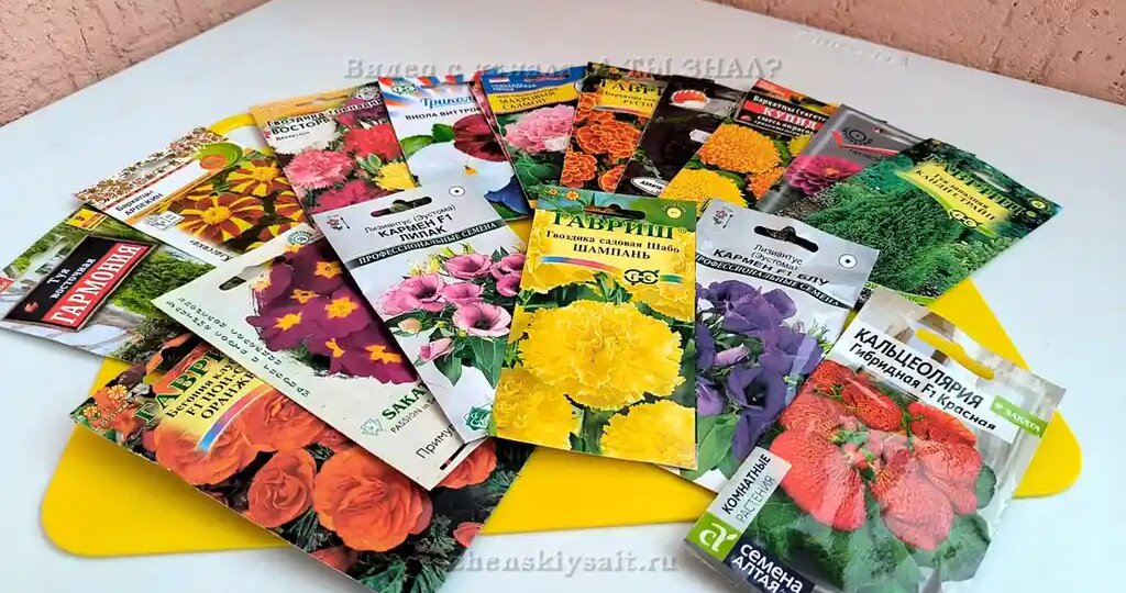 Февральская рассада цветов: что сеять, чтобы не ждать цветения до осени