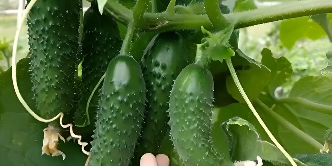Первый урожай огурцов — уже в мае? Да, если знать секреты!