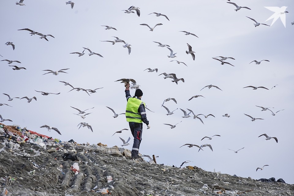    Ястребы и канюки, круглый год охраняющие единственный Экотехнопарк Мурманской области от чаек, ждут от мурманчан новогодние елки. Антон ЗАБИРОВ