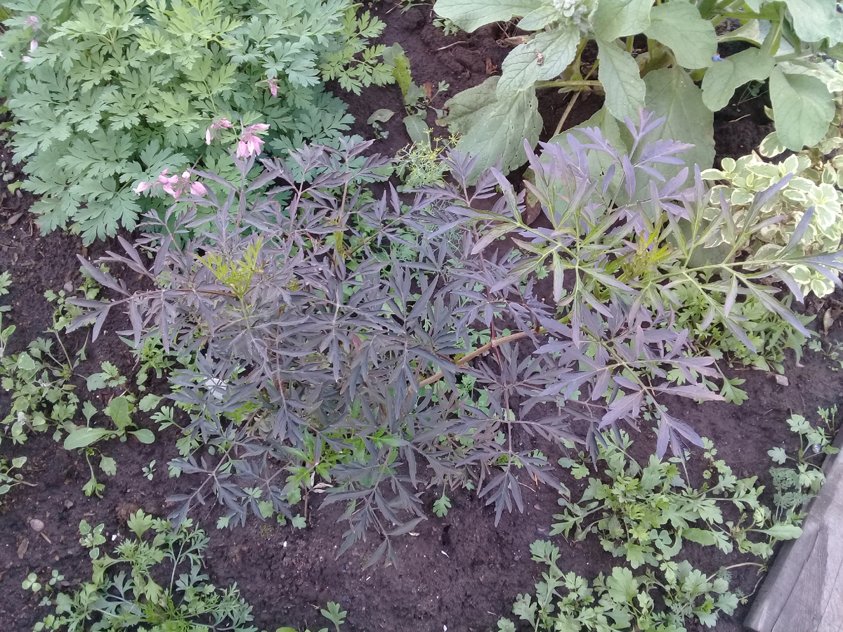 Вот подтверждающее фото- "бузина в сорняках")) мой сад, 2018г.