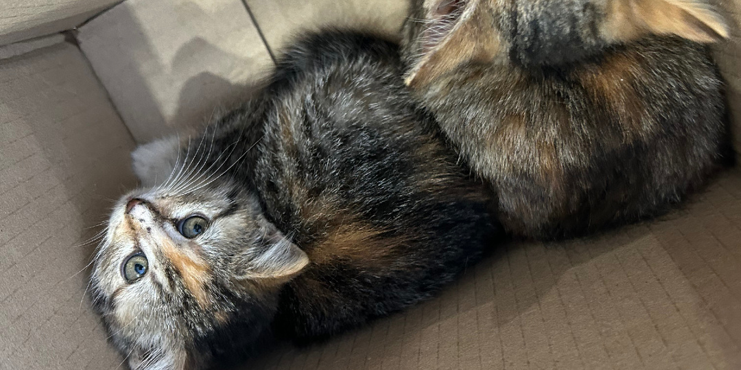 Два котенка с помойки. Нужна срочная помощь!