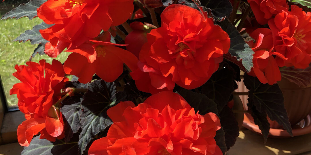 Почему НЕ ВСХОДЯТ семена БЕГОНИИ?