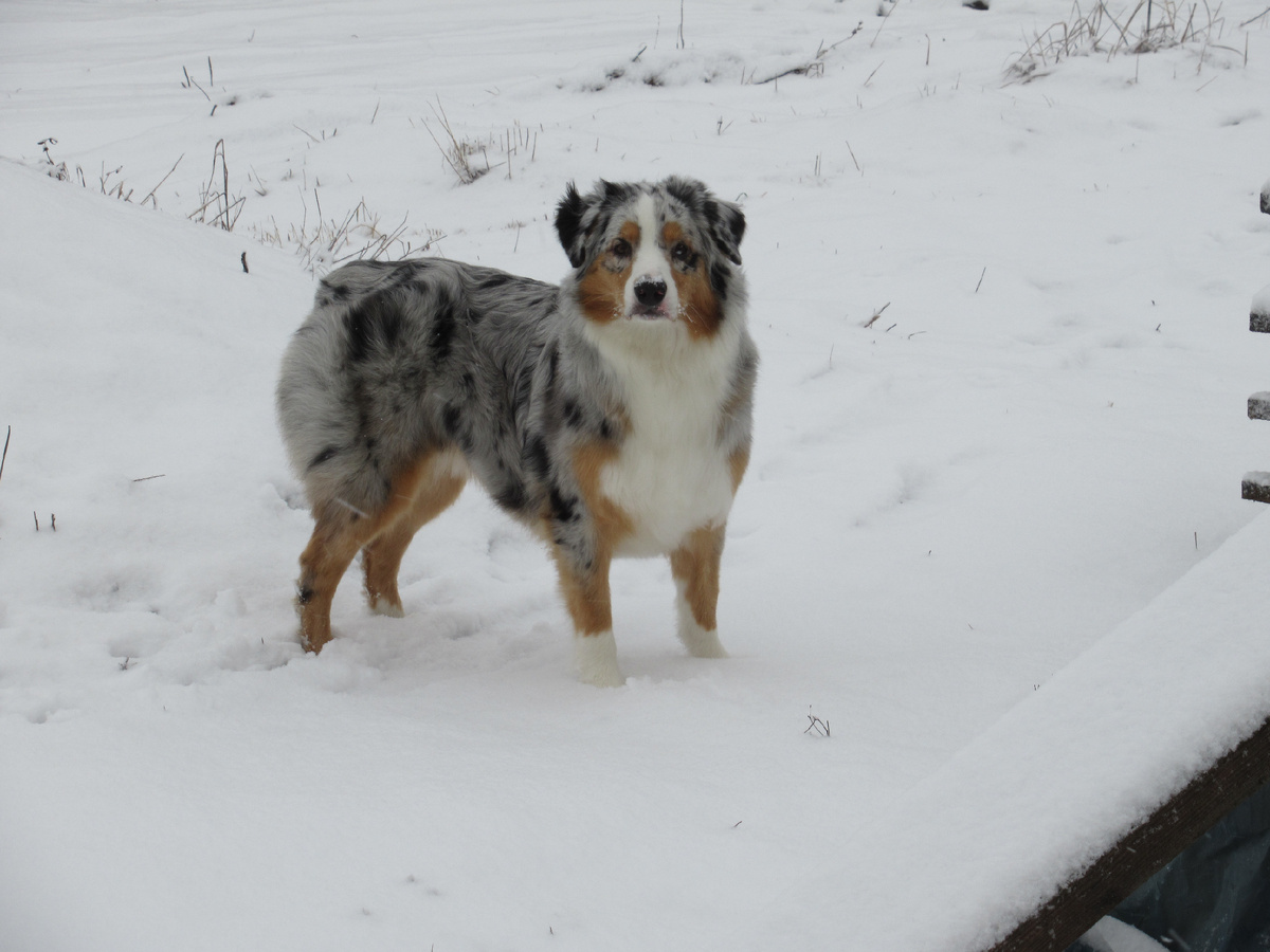 Собака-костылей бояка