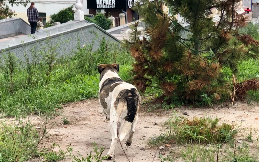    Фото: "Брянские новости"