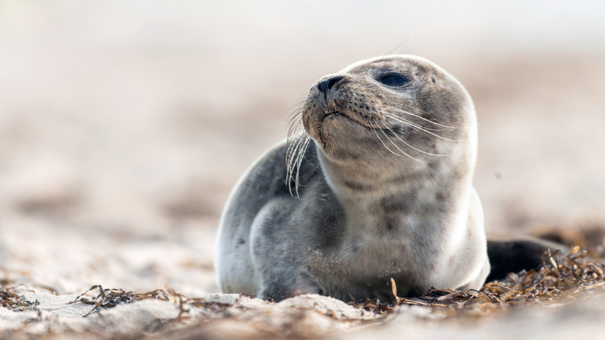     Фото: Robert Plociennik/Shutterstock/FOTODOM Через несколько недель после рождения бельки меняют свой белый мех на серый