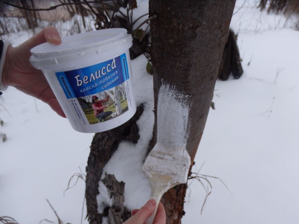 Побелка деревьев