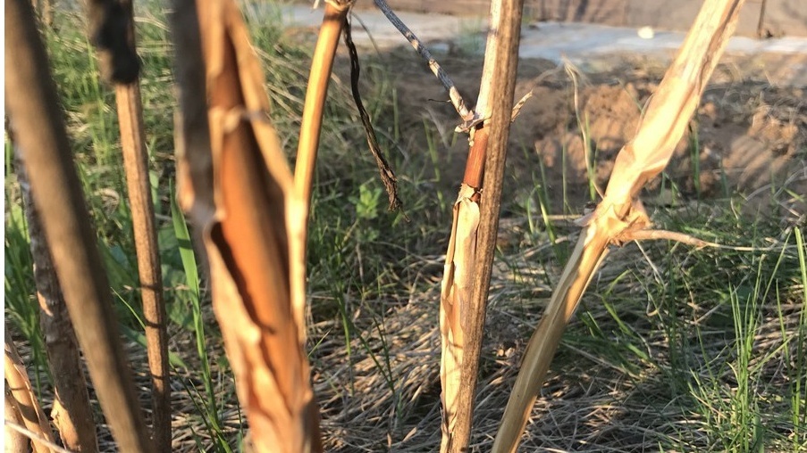 Результат обработки водой 90 градусов - кора треснула и начала отслаиваться уже на следующий день