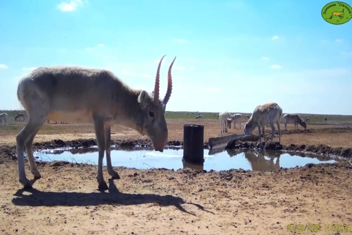    Фото: Астраханский заказник «Степной», источник: a24.press
