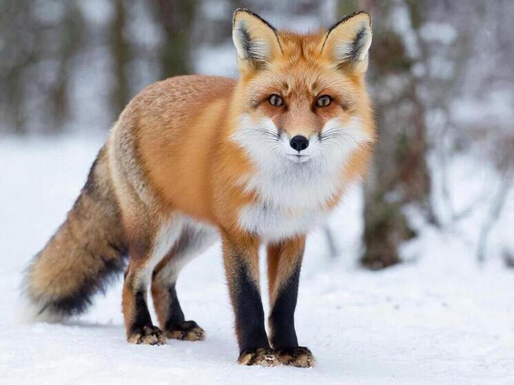     сгенерировано гигачат