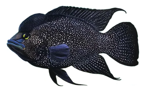 Paratilapia polleni
