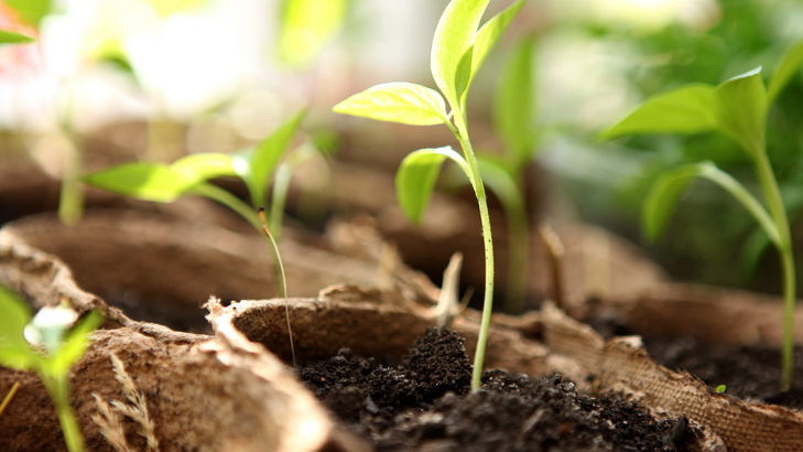Результат налицо - марганцовка против сухого посева