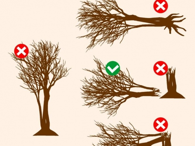 Что такое валежник и как его собирать? Прочитай чтобы не нарушать!