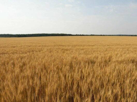    Поле // Сгенерировано нейросетью «Шедеврум»