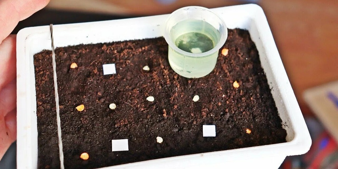 Как правильно сажать перец на рассаду — все советы в одной статье!🌿