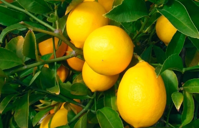 Вырастить плодоносящий лимон из косточки в домашних условиях — реально! Подробная инструкция для новичков.