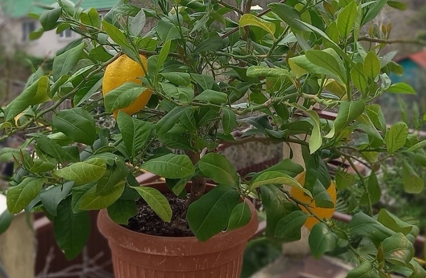 Вырастить плодоносящий лимон из косточки в домашних условиях — реально! Подробная инструкция для новичков. Фото автора
