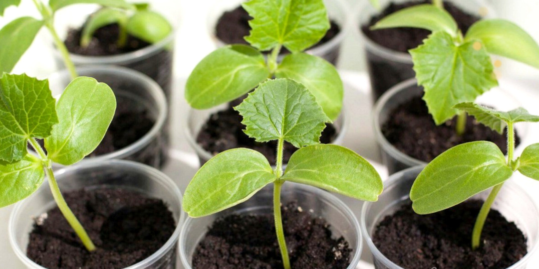 5 Золотых правил выращивания рассады огурцов 🥒