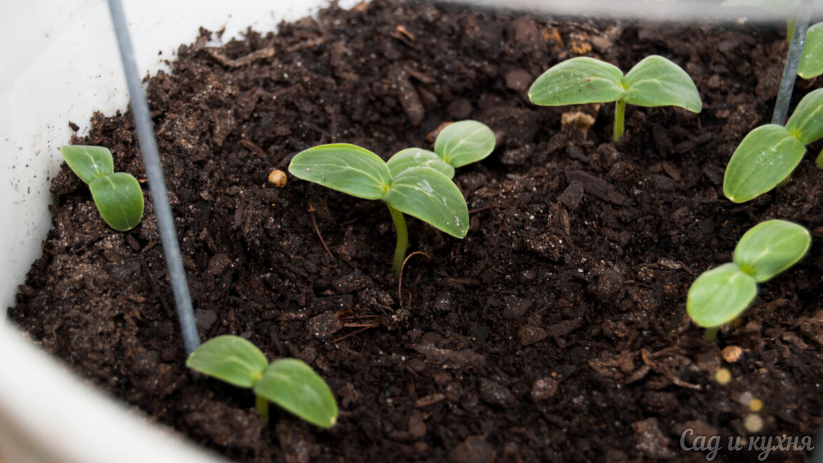 Всходы огурцов. 