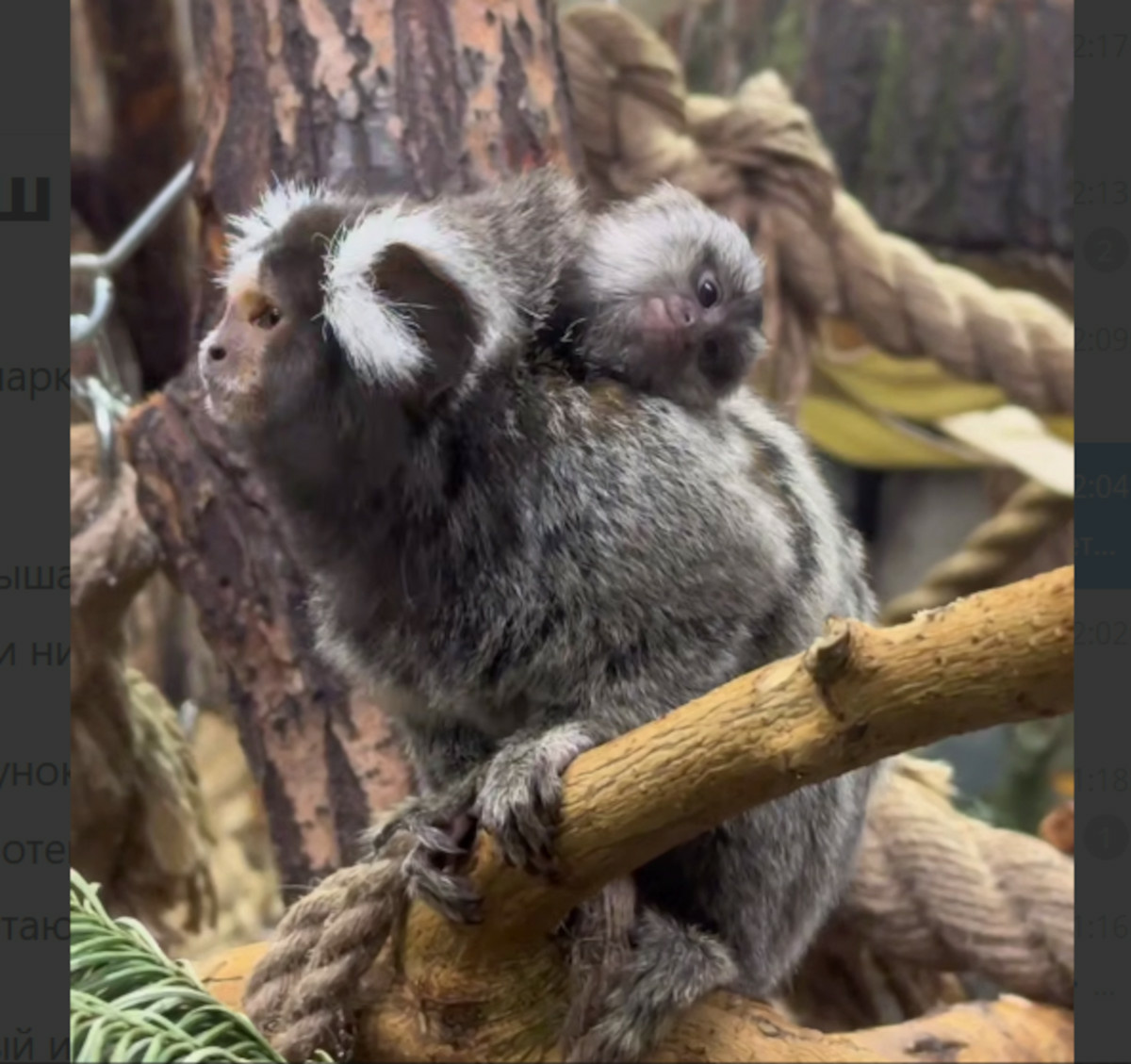 Фото: скриншот видео из Telegram-канала Ленинградского зоопарка