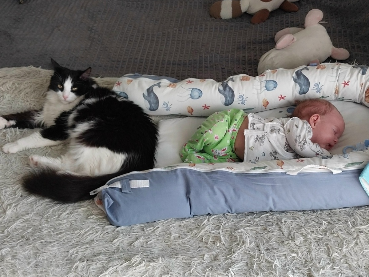 Этому котику повезло. Появление ребёнка не стало угрозой его благополучию