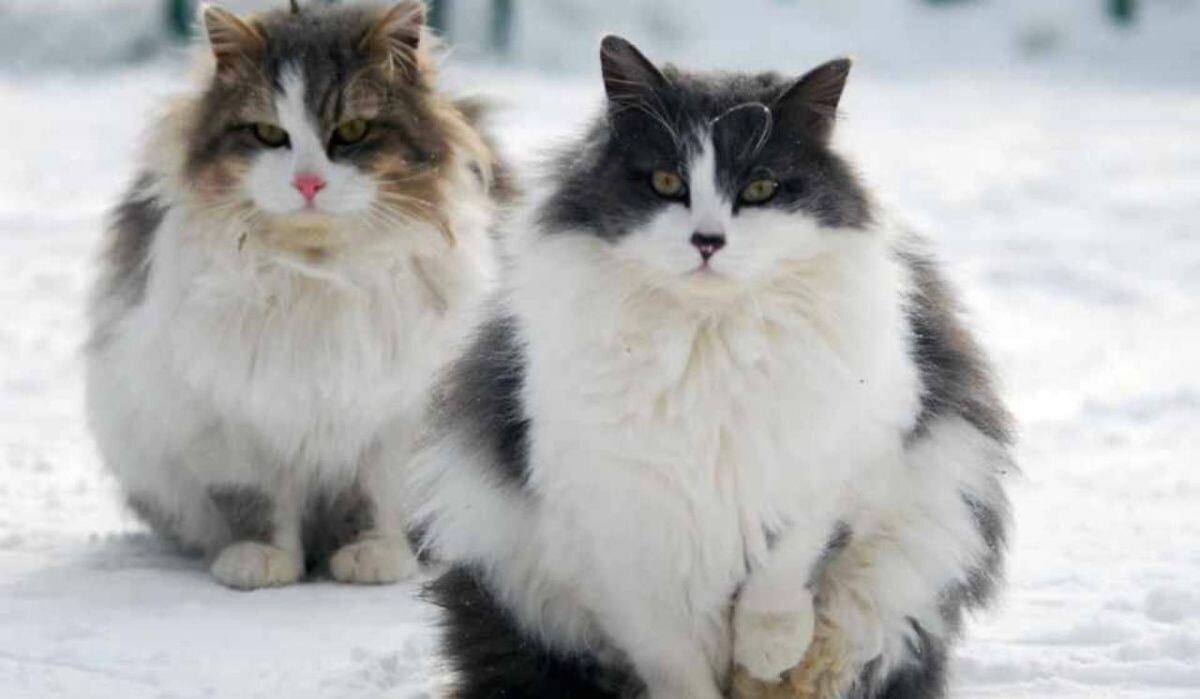     Коты. Источник: chel.kp.ru Автор фото: Алексей Фокин