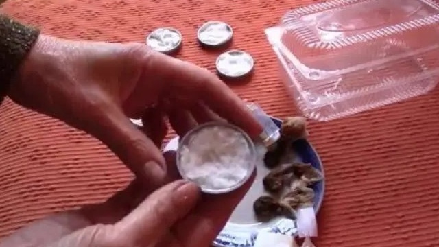 Замочил семена томатов в золе на 6 часов. Всходят плотной стеной за 4 дня