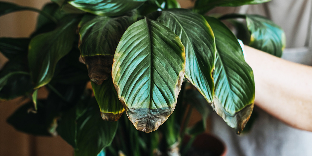 Почему ваш спатифиллум выглядит ВОТ ТАК?