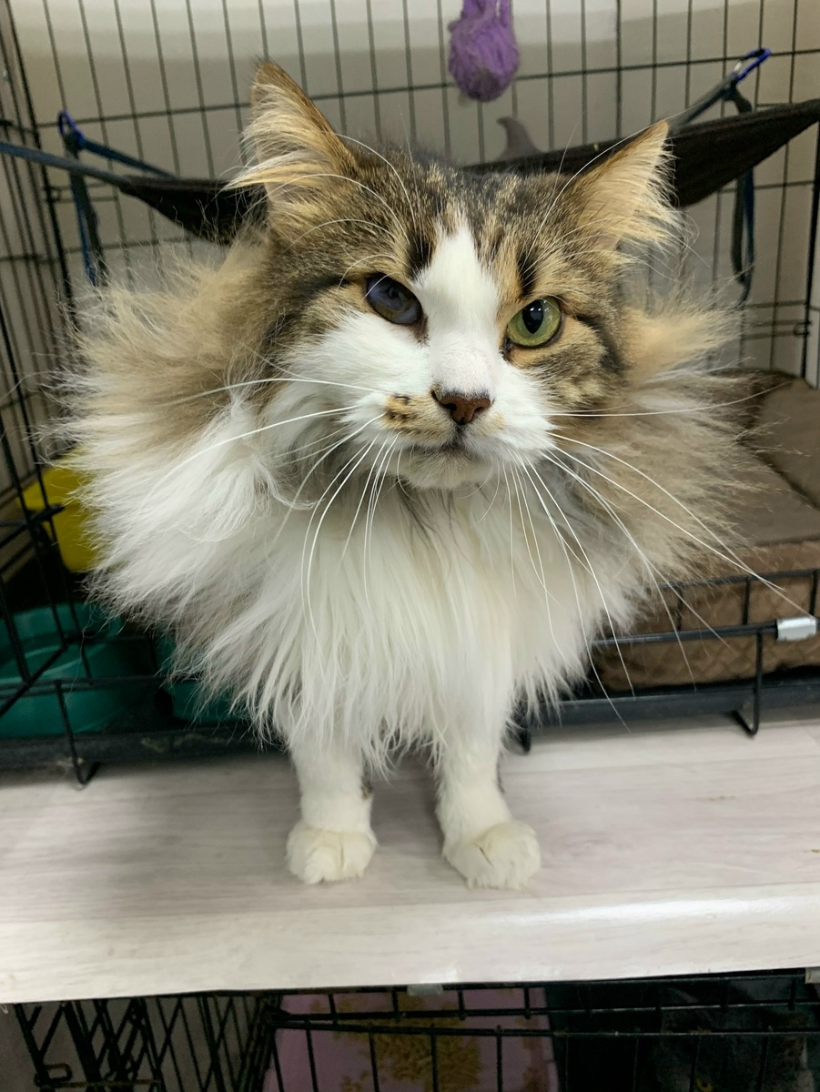 Рюрик – постоялец приюта.